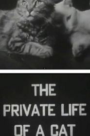 The Private Life of a Cat