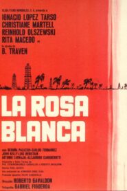 La Rosa Blanca