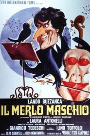 El mirlo macho – Il merlo maschio