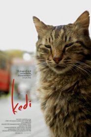 Kedi – Gatos de Estambul