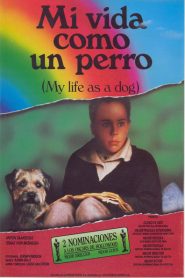 Mi vida como un perro – Mitt liv som hund