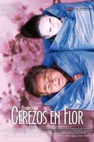 Cerezos en flor – Kirschblüten – Hanami